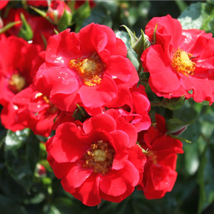Roșu - trandafir acoperitor